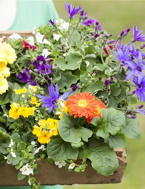 Dünger für Sommerblumen – der Extra-Kick für das Wachstum