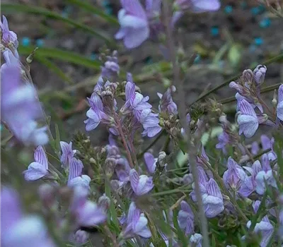 Garten-Leinkraut 'Antique Silver'