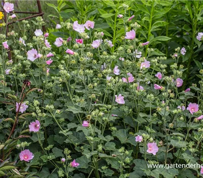 Thüringer Strauchpappel