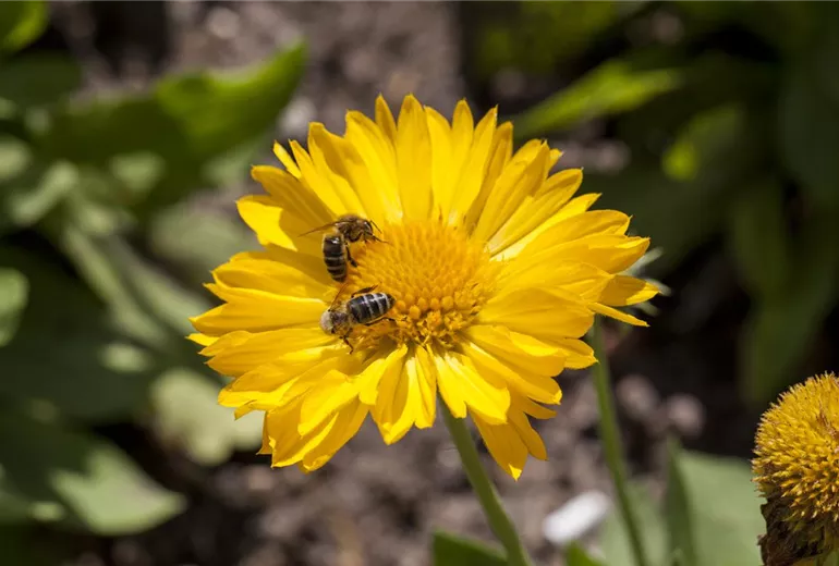 Gaillardia x grandiflora