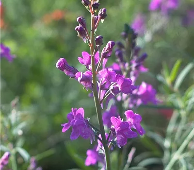 Purpurblütiges Leinkraut Purpurblütiges Leinkraut