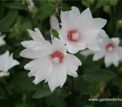 Garten-Busch-Malve 'Baby Barnsley'