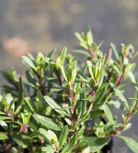 Hyssopus officinalis ssp.aristatus Hyssopus officinalis ssp.aristatus