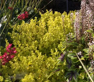 Gelblaubiges Garten-Pfennigkraut 'Aurea'