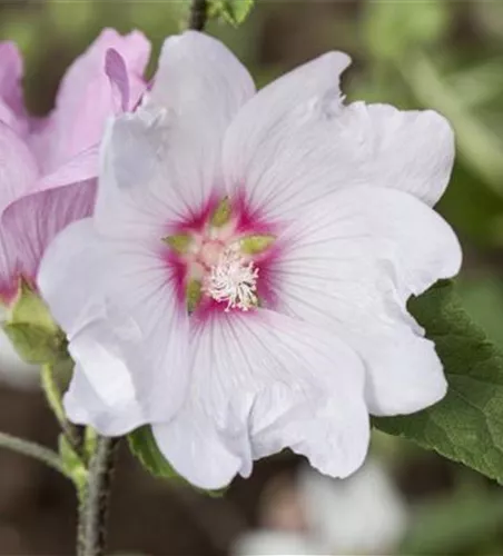 Buschmalve Buschmalve