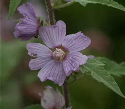 Garten-Busch-Malve 'Lilac Lady'