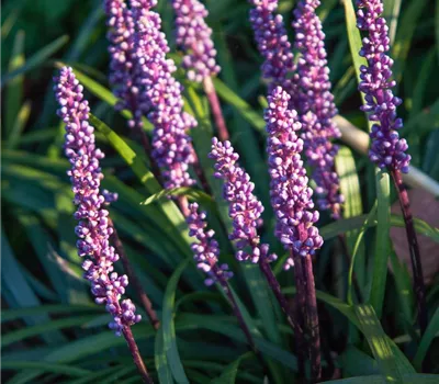 Garten-Glöckchentraube 'Ingwersen'