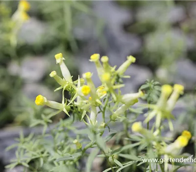 Gewöhnliches Leinkraut