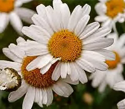 Kleine Garten-Margerite 'Maikönigin'