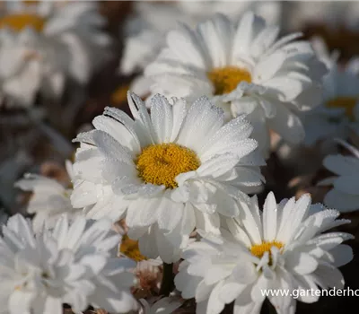 Großblumige Garten-Margerite 'Victorian Secret'