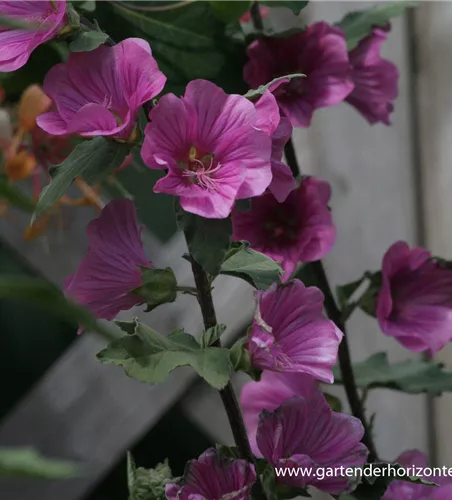 Buschmalve Buschmalve