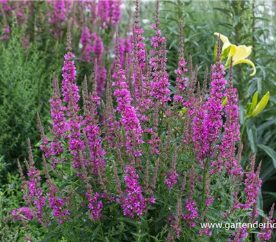 Garten-Blut-Weiderich