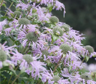 Röhrige Indianernessel