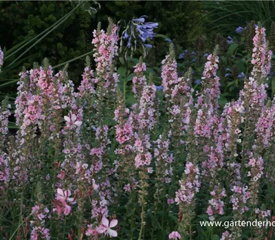 Garten-Blut-Weiderich 'Blush'
