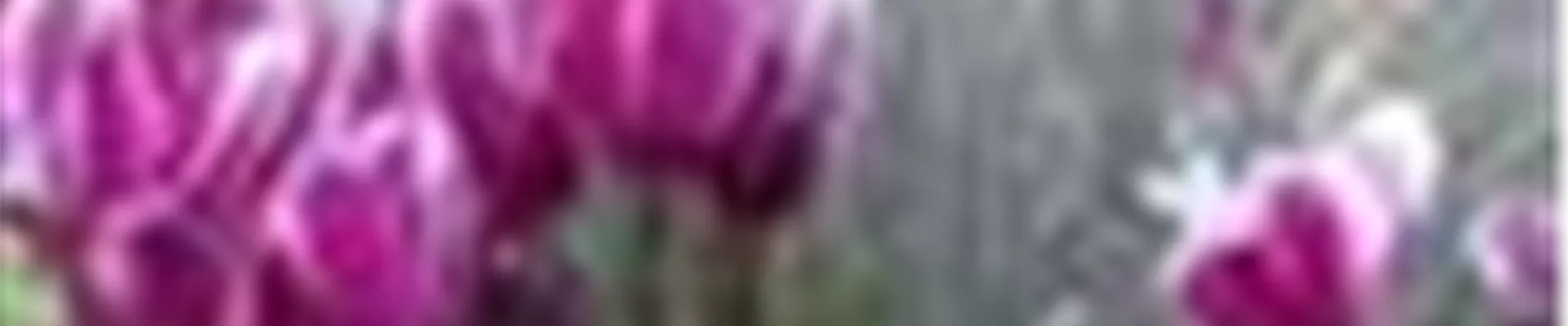Cyclamen persicum Cyclamen persicum