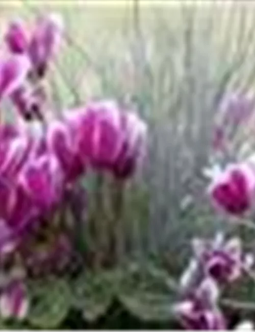 Alpenveilchen, zeitlose Klassiker 