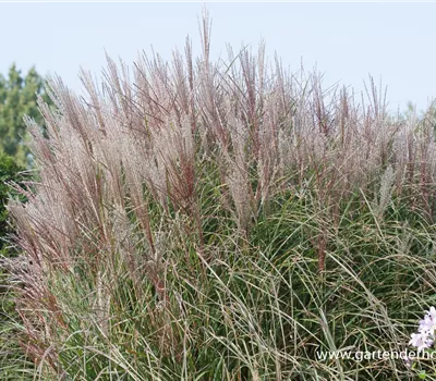 Garten-Chinaschilf 'Kleine Silberspinne'