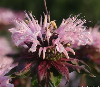 Garten-Indianernessel 'Beauty of Cobham'