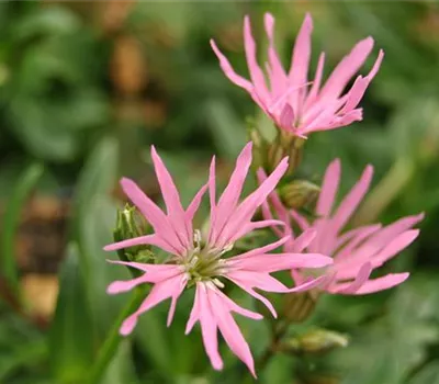 Kuckucksblume 'Nana' Kuckucksblume 'Nana'