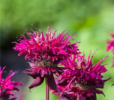 Indianernessel Indianernessel