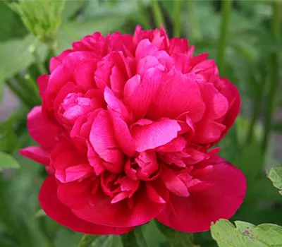 Bauerngarten-Pfingstrose 'Rubra Plena'