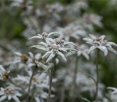 Garten-Edelweiß 'Matterhorn'