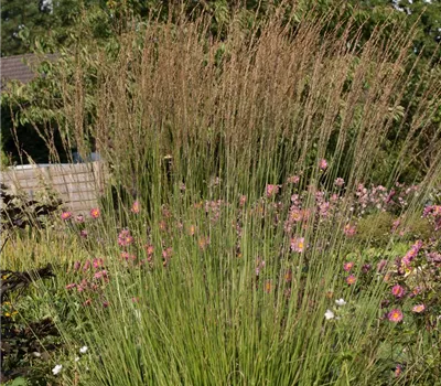 Kleines Garten-Pfeifengras 'Heidebraut'