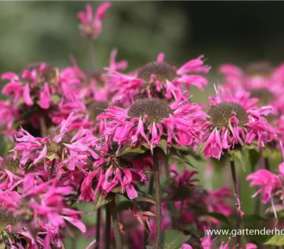 Garten-Indianernessel 'Marshall´s Delight'