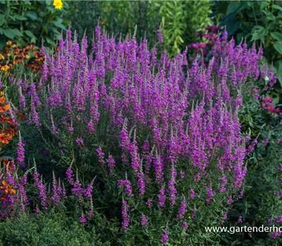 Garten-Blut-Weiderich 'Morden Pink'