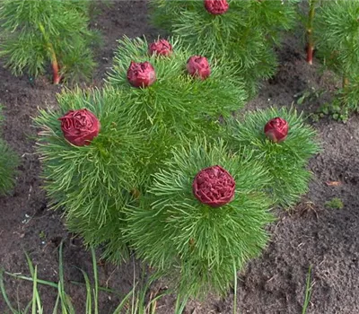 Garten-Netzblatt-Pfingstrose 'Plena'