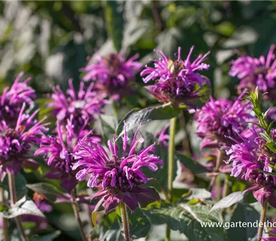 Indianernessel Indianernessel