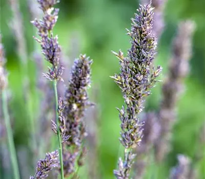 Kleines Garten-Pfeifengras 'Moorhexe'