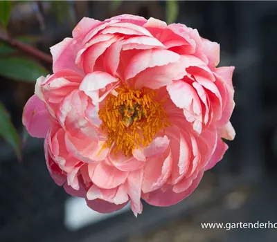 Frühblühende Garten-Pfingstrose 'Coral Charm'