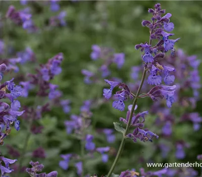 Katzenminze 'Dropmore'