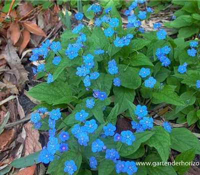 Frühlings-Gedenkemein