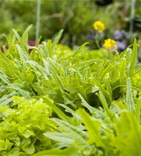 Ein bunter Salat auf dem Balkon mit Urban Gardening