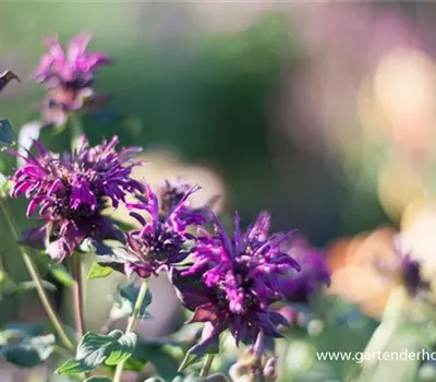 Indianernessel Indianernessel