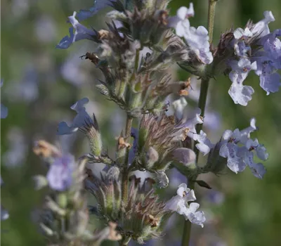 Katzenminze 'Gletschereis'