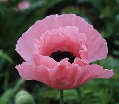 Orientalischer Garten-Mohn 'Helen Elizabeth'
