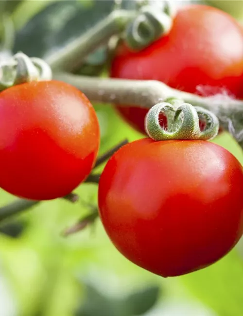 Tomatenrausch - So gelingen Anzucht, Kultur und Ernte