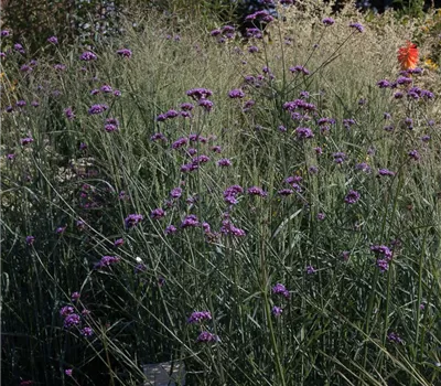 Garten-Ruten-Hirse 'Prairie Sky'