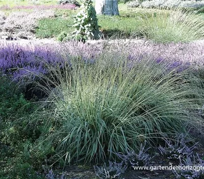 Gestreiftes Garten-Pfeifengras 'Variegata'