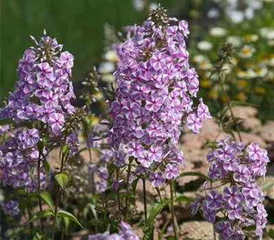 Wiesen-Flammenblume Wiesen-Flammenblume