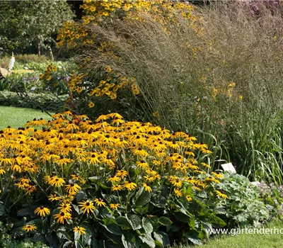 Hohes Garten-Pfeifengras 'Transparent'