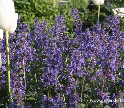 Großblütige Katzenminze 'Zinsers Giant'