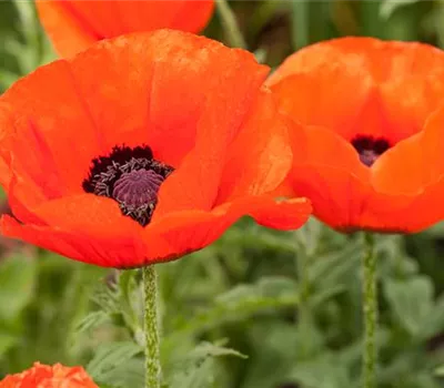 Orientalischer Mohn