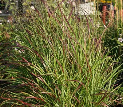 Garten-Ruten-Hirse 'Rehbraun'