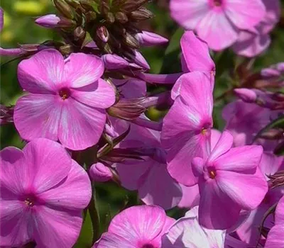 Wiesen-Flammenblume Wiesen-Flammenblume