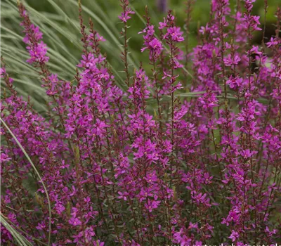 Garten-Ruten-Weiderich 'Dropmore Purple'