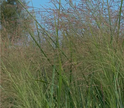 Garten-Ruten-Hirse 'Cloud Nine'